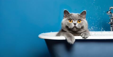 Portrait shot of British shorthair cat with cute face in bathtub.studio background.pet and relationship concepts