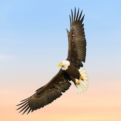 Bald Eagle Flying Photo
