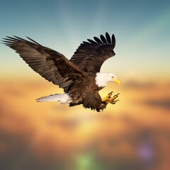 Bald Eagle Flying Photo