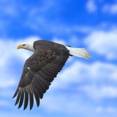 Bald Eagle Flying Photo