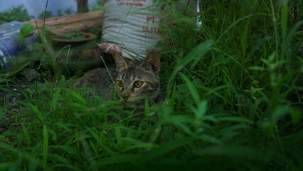 A Small Kitten in the Sunlit Grass.