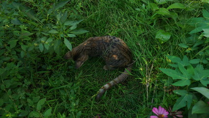 A Small Kitten in the Sunlit Grass.