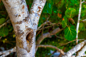 Sea grape plant tree with leaves grapes and seeds Mexico.