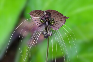 Tacca chantrieri (Bat flower, Black lily).Nearly black bloom of a bat flower Tacca chantrieri showing open and faded flowers and long whisker-like bracteoles