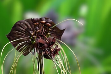 Tacca chantrieri (Bat flower, Black lily).Nearly black bloom of a bat flower Tacca chantrieri showing open and faded flowers and long whisker-like bracteoles