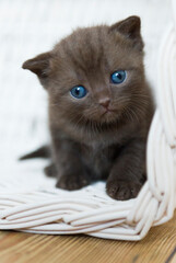 Porträt eines jungen Britisch Kurzhaar Kitten