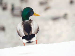 Mallard duck in winter coat /male/ - Anas platyrhynchos