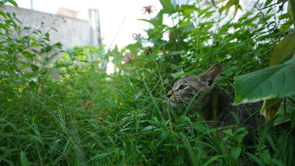 A Small Kitten in the Sunlit Grass.