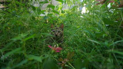 A Small Kitten in the Sunlit Grass.