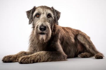 Photo of a majestic Irish Wolfhound with its gentle disposition on a clean white countertop. Generative AI