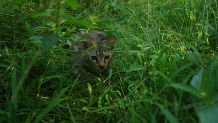A Small Kitten in the Sunlit Grass.
