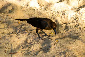 Great-Tailed Grackle bird birds walking on beach sand Mexico.