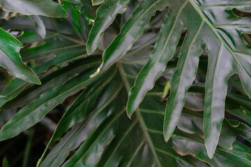 Naklejka premium green leaves background