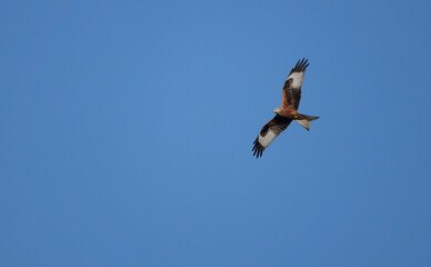 A low angle view of a red kite, milvus milvus, in flight across a blue sky. 