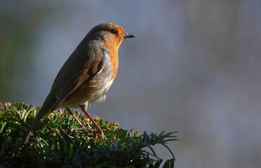 A closeup side view of a robin perching on a hedge with a defocused background. 