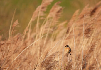 A beautiful stonechat perching in the golden light at dusk in a British nature reserve. 