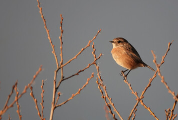 A stonechat perching in the branches of a tree at dusk. 