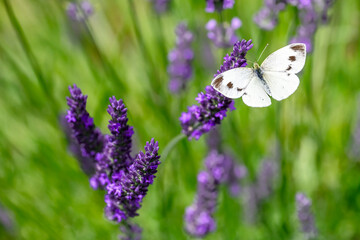 Macro of a white cabbage butterfly