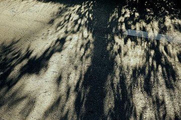 Asphalt Road with Tree Shadow and White Line.