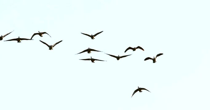 Amazingly beautiful, graceful, slow motion flying geese migrating in Fall, spectacular wildlife footage.