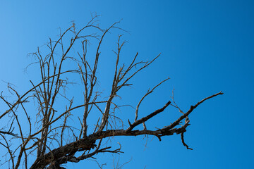 ramas de árbol