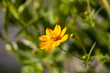 Yellow Flower - cosmos sulphureus, flowering plant in the sunflower family Asteraceae, sulfur cosmos and yellow cosmos
