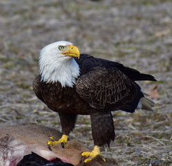 Eagle After A Meal