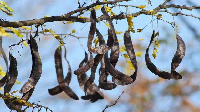 Autumn is already here! Honey locust branches with ripe seed pods and almost no leaves sway in light breeze on sunny autumn day against blue sky. Video has shallow depth of field