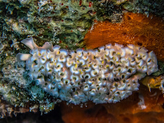 Elysia crispata,lettuce sea slug,