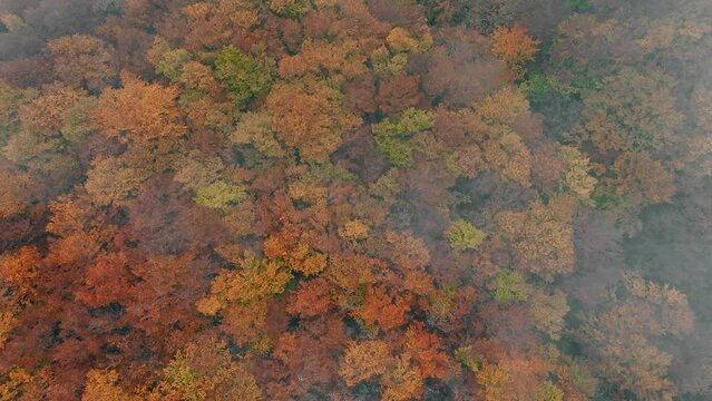 foresta di alberi autunnali di mille colori avvolta dalla nebbia