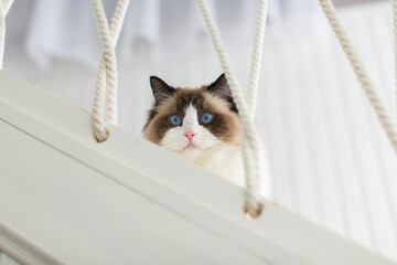 Blue bicolor ragdoll female cat looking interested. High quality photo