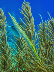 Obraz premium trumpetfish,Aulostomus,off coast of island of Bonaire