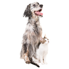 Dog english setter and domestic cat, animals, pets in PNG isolated on transparent background - obrazy, fototapety, plakaty