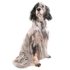 Dog english setter in PNG isolated on transparent background