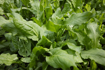 Fototapeta na wymiar Green background from sorrel leaves. Fresh leaves of sorrel closeup. 