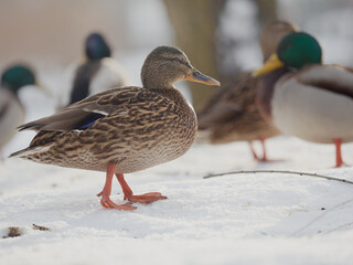 Mallard duck in winter coat -famale - Anas platyrhynchos