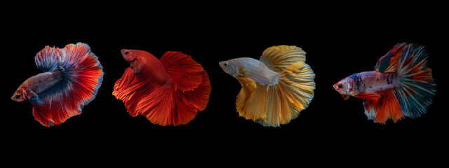 Photo set of moving motion of multi colors half moon siamese fighting fish (Betta Splendens) isolated on white background.