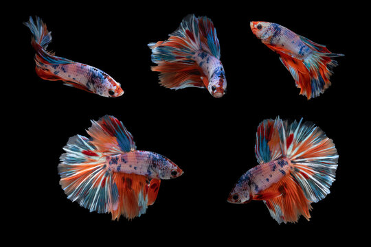 Photo set of Multi color half moon siamese fighting fish or Plakad (Betta Splendens) isolated on black background.