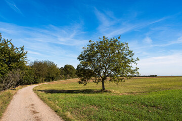 Fototapeta na wymiar Free-standing single tree in a meadow at Laurenziberg/Germany in autumn