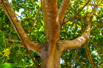 Huge beautiful Ficus maxima Fig tree Playa del Carmen Mexico.
