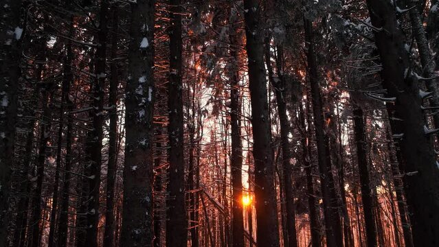 il sole filtra fra gli alberi spogli e carichi di neve riflettendosi su un bianco tappeto
