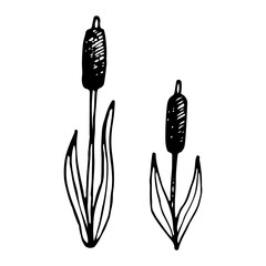 Reed sketch. Natural plant. Coastal sedge. Hand drawn illustration.