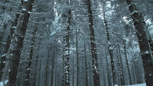 alberi innevati in silenzioso movimento in montagna