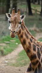 Girafe