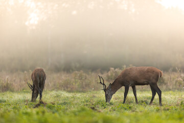 Deer male buck ( Cervus elaphus ) during rut