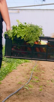 Two farmers carrying crate of vegetables walking through greenhouse tunnels