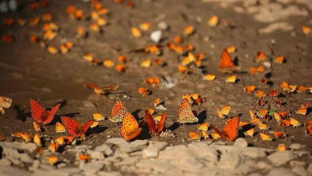 Many butterflies sit on the shore of a pond, drinking water. Orange butterflies in a large cluster.