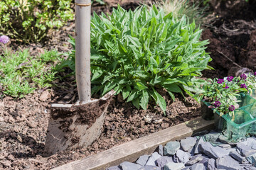 A close-up view of a garden featuring a dirty spade inserted into the soil and fresh green plants with pointed leaves.