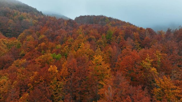 riprese aeree bosco autunnale nella nebbia con drone 4k
