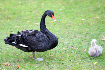 Fototapeta premium Black swan in a clearing